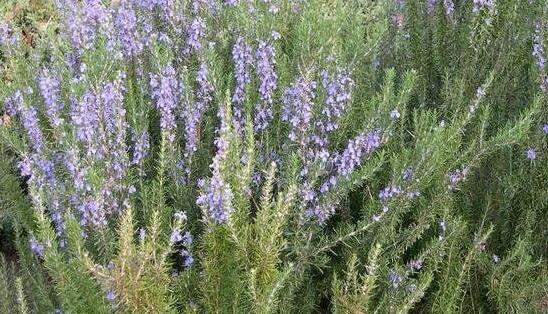 Rozmarýn lékařský - Rosmarinus officinalis pyramidalis