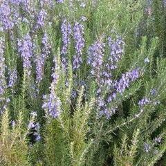 Rozmarýn lékařský - Rosmarinus officinalis pyramidalis