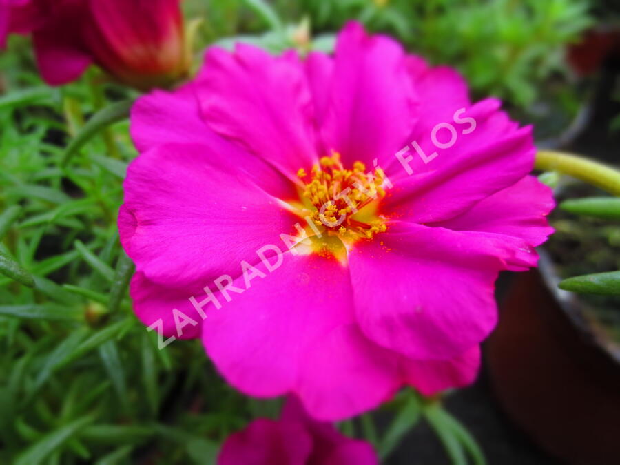 Šrucha 'Macarena Trio' - Portulaca grandiflora 'Macarena Trio'