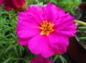 Šrucha 'Macarena Trio' - Portulaca grandiflora 'Macarena Trio'