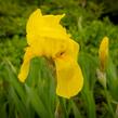 Kosatec německý 'St Crispin' - Iris barbata-elatior 'St Crispin'