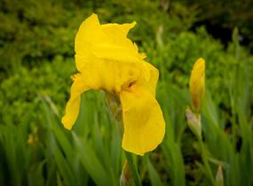 Kosatec německý 'St Crispin' - Iris barbata-elatior 'St Crispin'