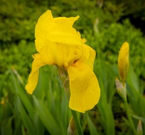 Kosatec německý 'St Crispin' - Iris barbata-elatior 'St Crispin'