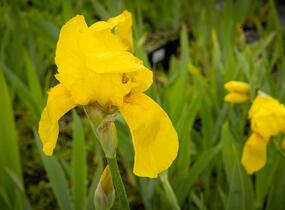 Kosatec německý 'St Crispin' - Iris barbata-elatior 'St Crispin'