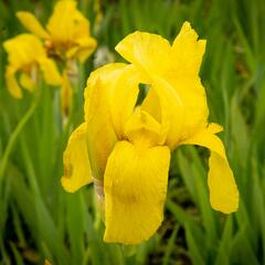 Kosatec německý 'St Crispin' - Iris barbata-elatior 'St Crispin'