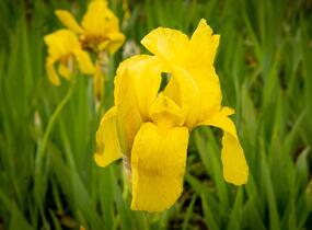 Kosatec německý 'St Crispin' - Iris barbata-elatior 'St Crispin'