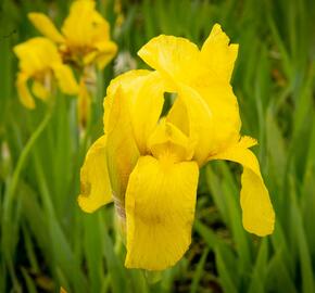 Kosatec německý 'St Crispin' - Iris barbata-elatior 'St Crispin'