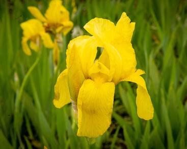 Kosatec německý 'St Crispin'