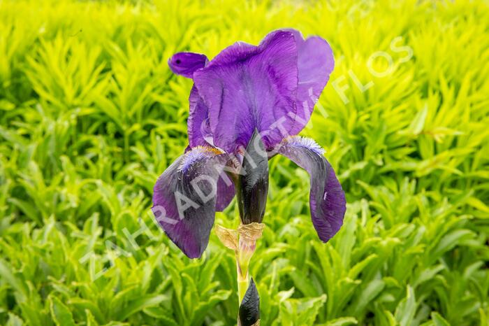 Kosatec německý 'Eleonor Roosevelt' - Iris barbata-elatior 'Eleanor Roosevelt'