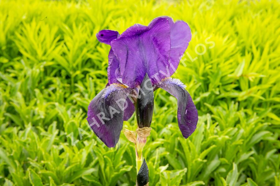 Kosatec německý 'Eleonor Roosevelt' - Iris barbata-elatior 'Eleanor Roosevelt'