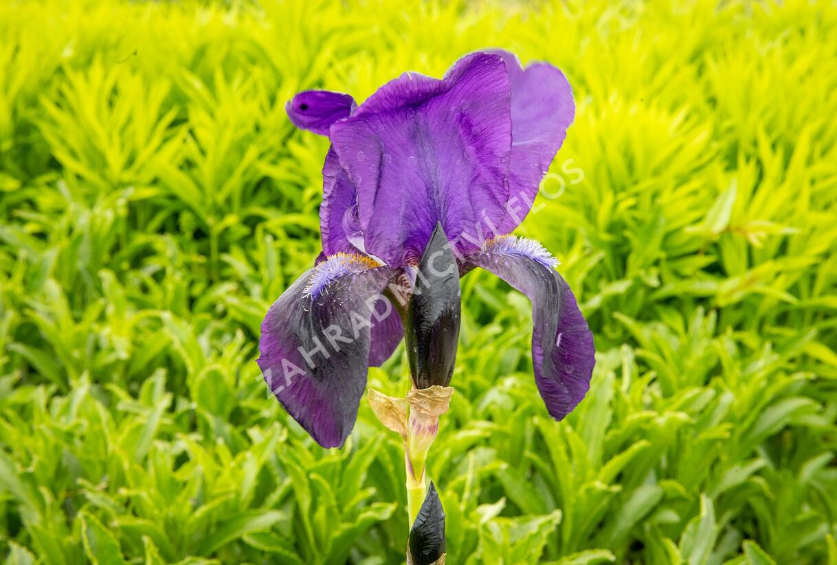 Kosatec německý 'Eleonor Roosevelt' - Iris barbata-elatior 'Eleanor Roosevelt'