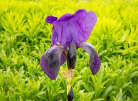 Kosatec německý 'Eleonor Roosevelt' - Iris barbata-elatior 'Eleanor Roosevelt'