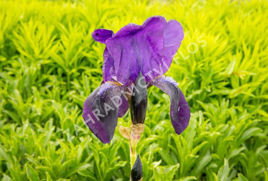 Kosatec německý 'Eleonor Roosevelt' - Iris barbata-elatior 'Eleanor Roosevelt'