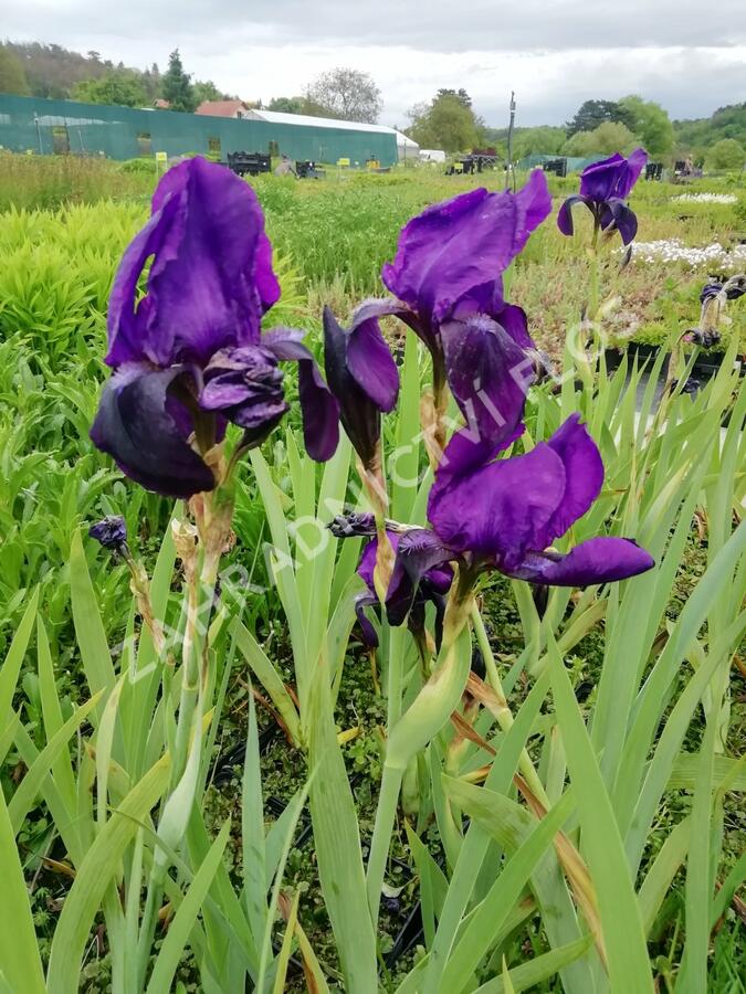 Kosatec německý 'Eleonor Roosevelt' - Iris barbata-elatior 'Eleanor Roosevelt'