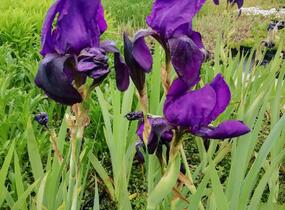 Kosatec německý 'Eleonor Roosevelt' - Iris barbata-elatior 'Eleanor Roosevelt'
