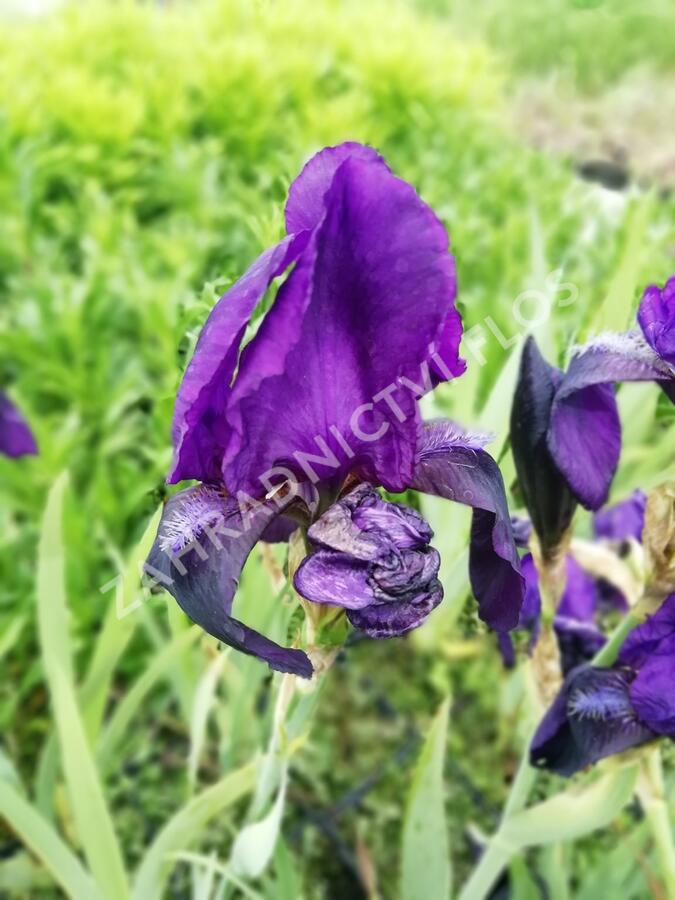 Kosatec německý 'Eleonor Roosevelt' - Iris barbata-elatior 'Eleanor Roosevelt'