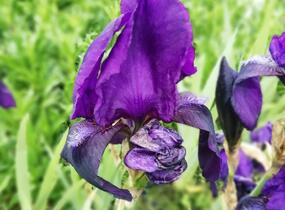 Kosatec německý 'Eleonor Roosevelt' - Iris barbata-elatior 'Eleanor Roosevelt'