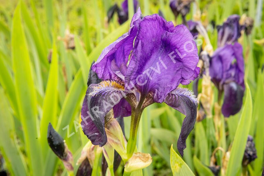 Kosatec německý 'Eleonor Roosevelt' - Iris barbata-elatior 'Eleanor Roosevelt'