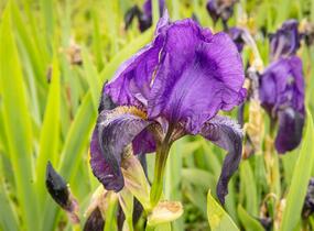Kosatec německý 'Eleonor Roosevelt' - Iris barbata-elatior 'Eleanor Roosevelt'