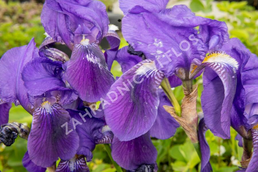 Kosatec německý 'Lovely Again' - Iris barbata-elatior 'Lovely Again'