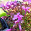 Plamenka šídlovitá 'Spring Light Pink' - Phlox subulata 'Spring Light Pink'