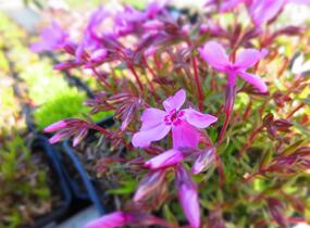 Plamenka šídlovitá 'Spring Light Pink' - Phlox subulata 'Spring Light Pink'