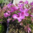 Plamenka šídlovitá 'Spring Light Pink' - Phlox subulata 'Spring Light Pink'