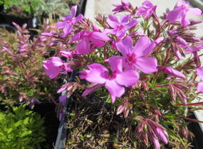 Plamenka šídlovitá 'Spring Light Pink' - Phlox subulata 'Spring Light Pink'