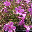 Plamenka šídlovitá 'Spring Light Pink' - Phlox subulata 'Spring Light Pink'