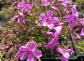 Plamenka šídlovitá 'Spring Light Pink' - Phlox subulata 'Spring Light Pink'
