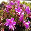 Plamenka šídlovitá 'Spring Light Pink' - Phlox subulata 'Spring Light Pink'