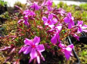 Plamenka šídlovitá 'Spring Light Pink' - Phlox subulata 'Spring Light Pink'
