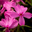 Plamenka šídlovitá 'Spring Light Pink' - Phlox subulata 'Spring Light Pink'