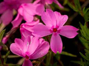 Plamenka šídlovitá 'Spring Light Pink' - Phlox subulata 'Spring Light Pink'