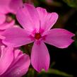 Plamenka šídlovitá 'Spring Light Pink' - Phlox subulata 'Spring Light Pink'