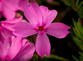 Plamenka šídlovitá 'Spring Light Pink' - Phlox subulata 'Spring Light Pink'