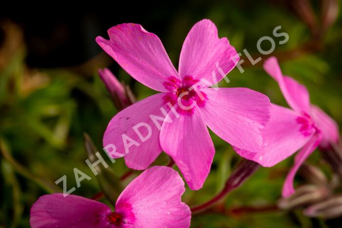 Plamenka šídlovitá 'Spring Light Pink' - Phlox subulata 'Spring Light Pink'