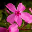 Plamenka šídlovitá 'Spring Light Pink' - Phlox subulata 'Spring Light Pink'