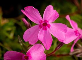 Plamenka šídlovitá 'Spring Light Pink' - Phlox subulata 'Spring Light Pink'