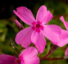 Plamenka šídlovitá 'Spring Light Pink' - Phlox subulata 'Spring Light Pink'