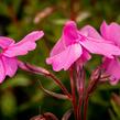 Plamenka šídlovitá 'Spring Light Pink' - Phlox subulata 'Spring Light Pink'