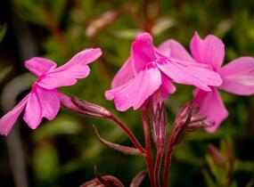 Plamenka šídlovitá 'Spring Light Pink' - Phlox subulata 'Spring Light Pink'