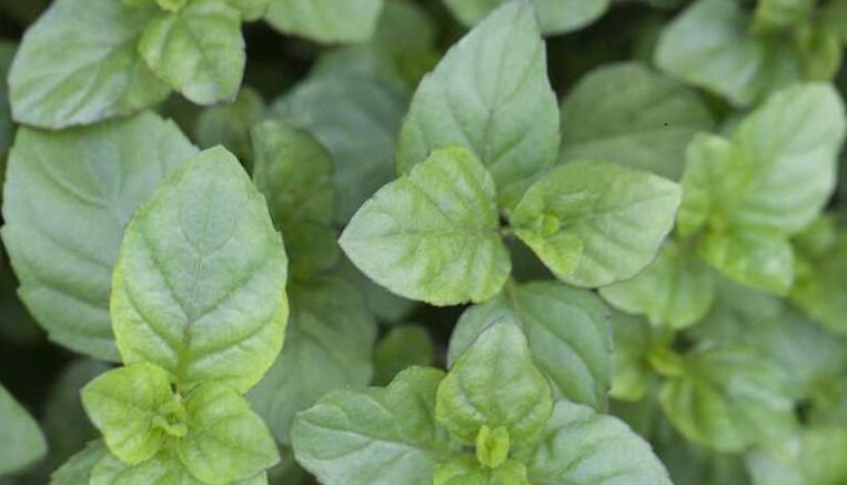 Máta peprná 'Mandarin Mint' - Mentha piperita 'Mandarin Mint'