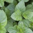 Máta peprná 'Mandarin Mint' - Mentha piperita 'Mandarin Mint'