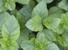 Máta peprná 'Mandarin Mint' - Mentha piperita 'Mandarin Mint'