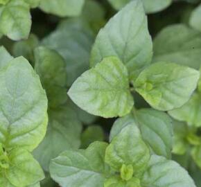 Máta jemná anglická 'Mandarin Mint' - Mentha piperita 'Mandarin Mint'
