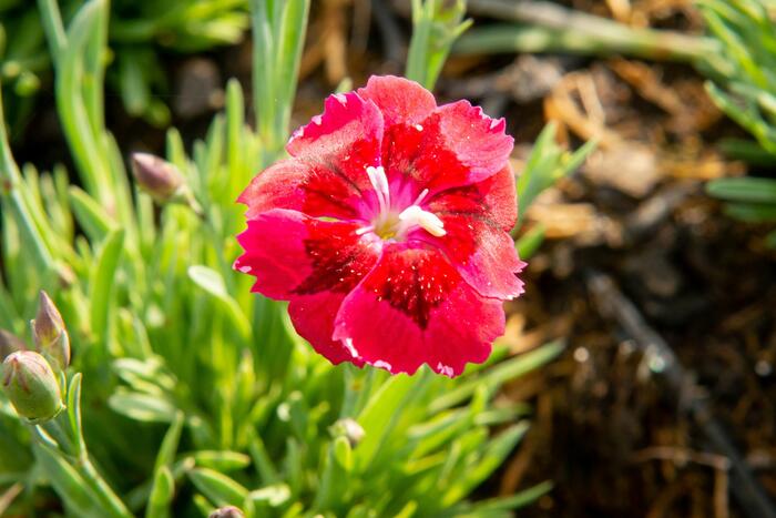 Hvozdík 'Pillow Red' - Dianthus 'Pillow Red'