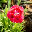 Hvozdík 'Pillow Red' - Dianthus 'Pillow Red'