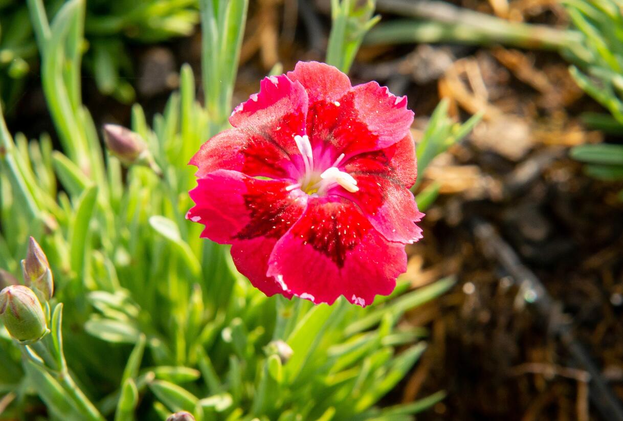 Hvozdík 'Pillow Red' - Dianthus 'Pillow Red'