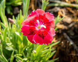 Hvozdík 'Pillow Red'